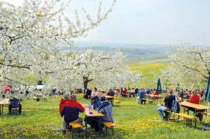 UBE Kirschblütenfest